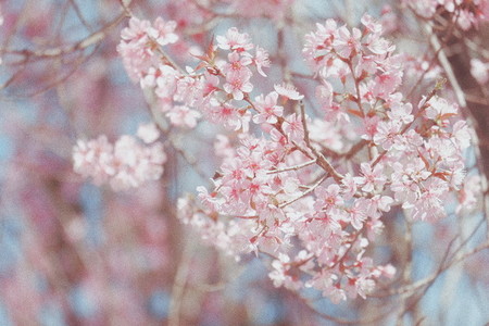Cherry blossom 06