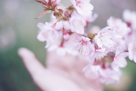 Cherry blossom 07