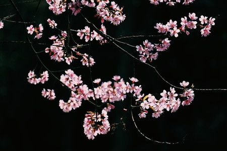 Cherry blossom 08