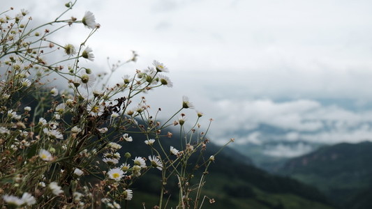 Daisy flowers and mountains view