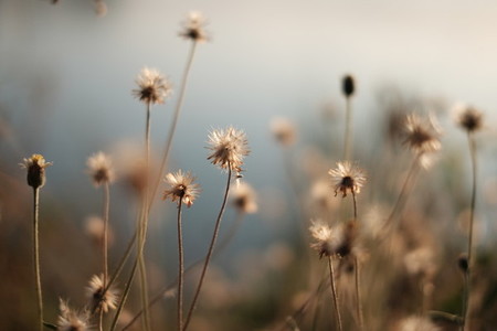Dry grass flowers