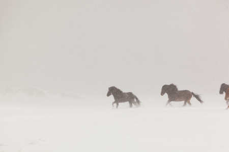 A group of Icelandic horses
