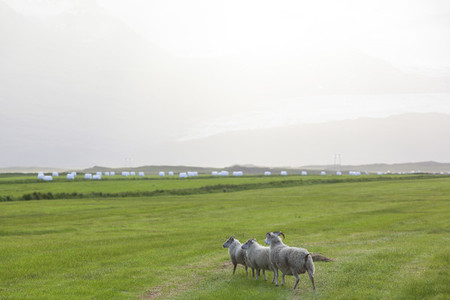 Green meadows with sheeps