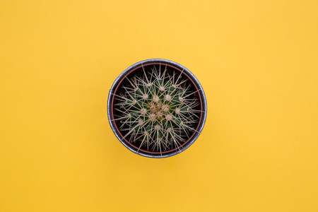 Cactus plant in pot on yellow background