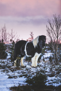 Hestur  Icelandic horse