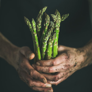 Bunch of seasonal green asparagus in dirty man s hands