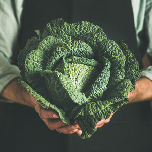Man in black apron holding fresh green cabbagein