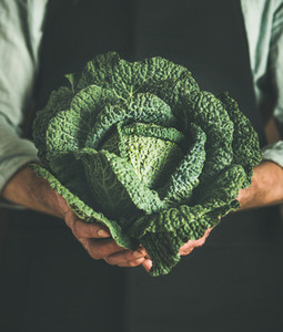 Man wearing black apron holding fresh green cabbagein in hands