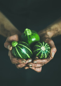 Farmer holding fresh seasonal green round zucchinis in hands