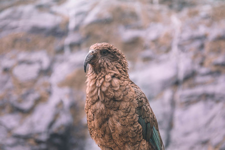 Kea  Mountain Parrot