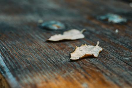 dried leaves on top of wood