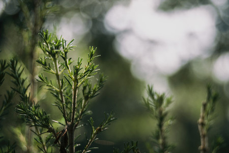 Piece of bush with bokeh background