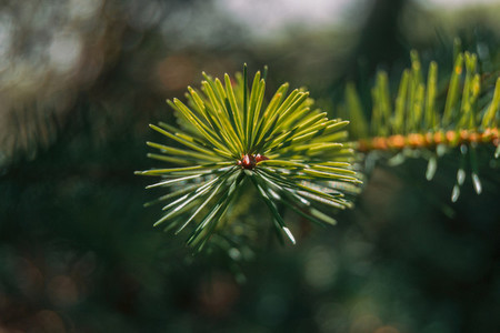 pine needles on zenith