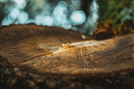 growth ring in the wood of the trunk of a tree