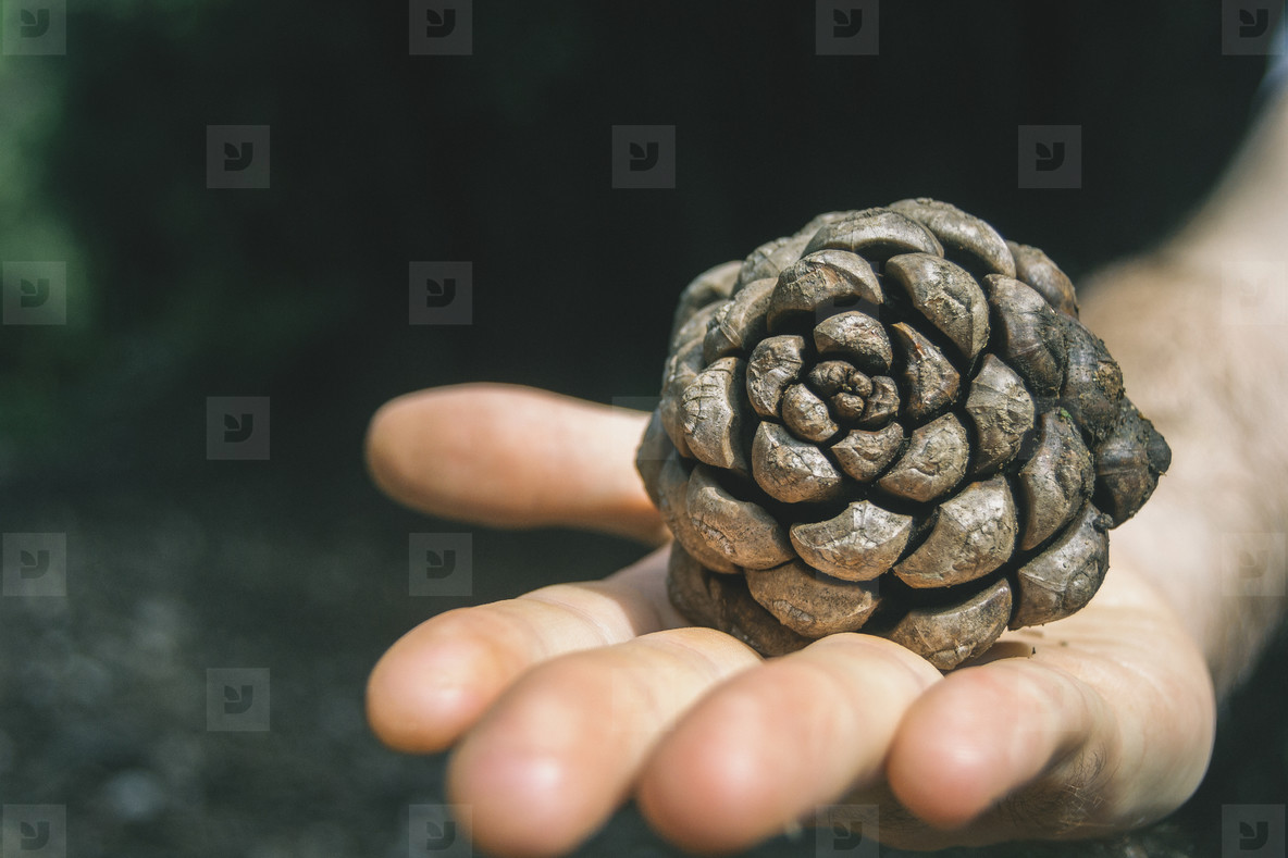 hand holding a pine cone