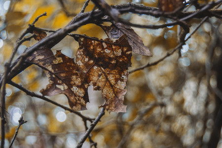 brown leaf in the process of decomposition still attached to the