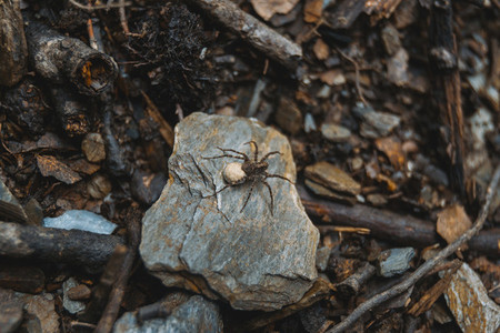 brown spider with egg sack on the ground of a forest  on top of