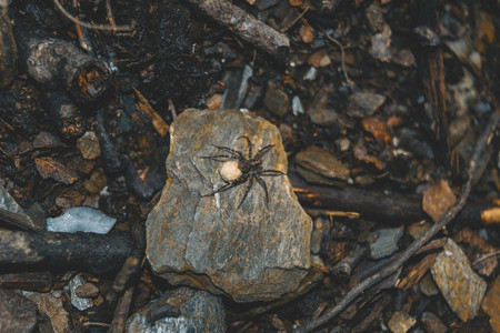 brown spider with egg sack on the ground of a forest  on top of