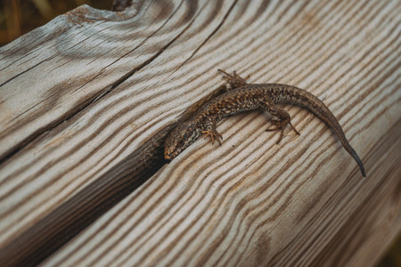 brown lizard in the field on top of a wooden trunk looking at ca