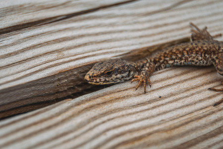 brown lizard in the field on top of a wooden trunk looking at ca