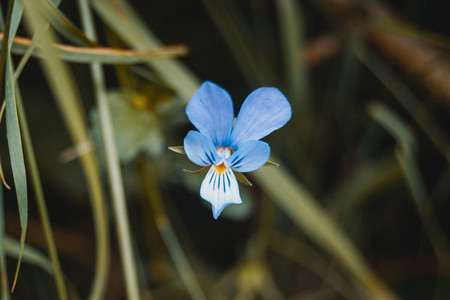 blue flower of iris germanica in a field