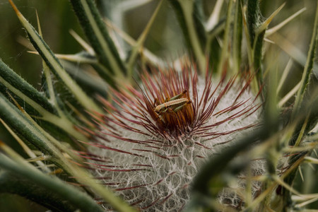 Grasshopper on top of a brown thistle in a field outside