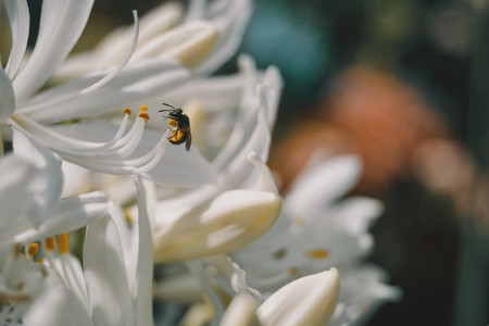 bee on the stamens of a white flower