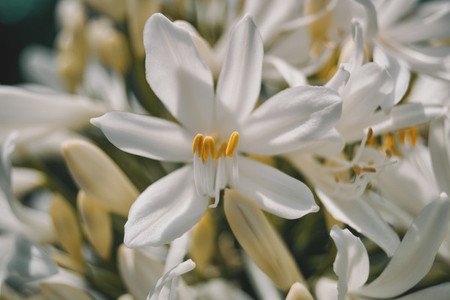 white flower with yellow stamens