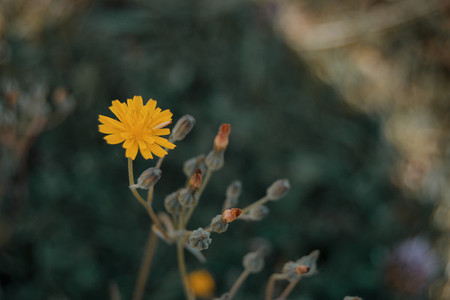 yellow flower of lactuta virosa
