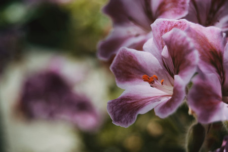 lilac and rose flower of pelargonium peltatum