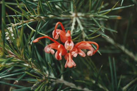 Red grevillea flowers with green leaves