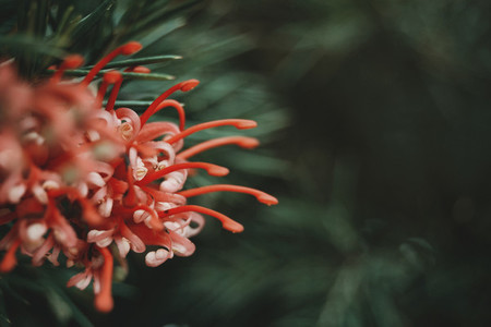 Red grevillea flowers with green leaves