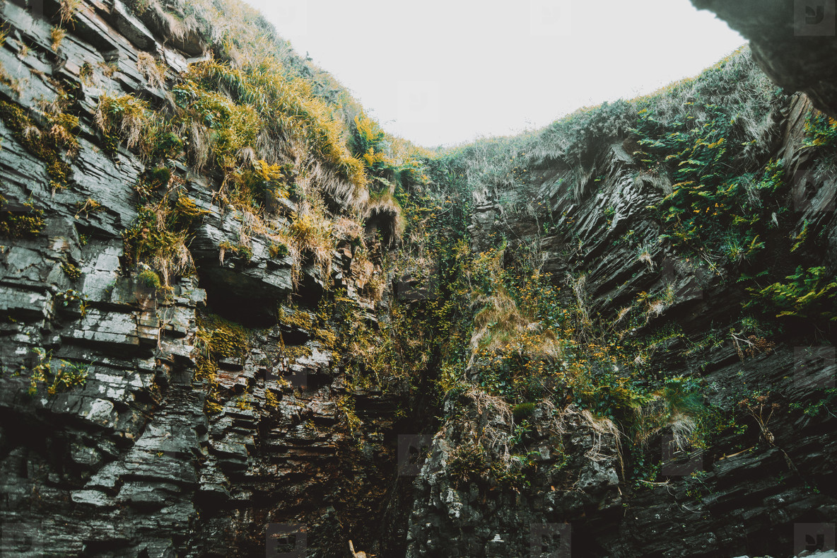 Oasis with plants on the walls at the beach of Las Catedrales  S