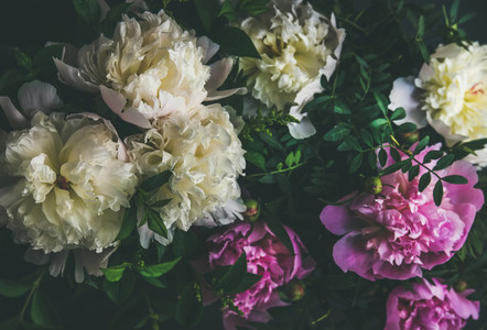 White and pink peony flowers over dark background top view