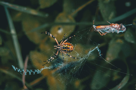 Web spider eating its food