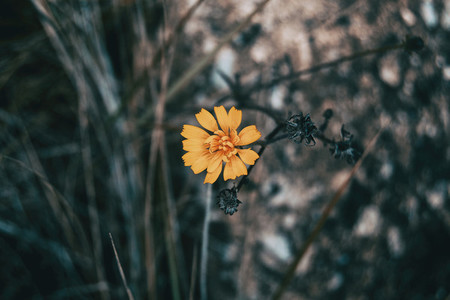 a yellow and small flower isolated