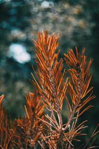 orange pine needles dry