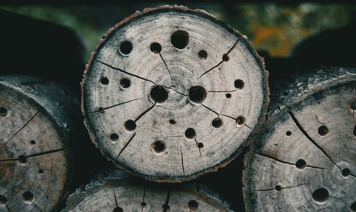 abstract texture with holes in a tree stump