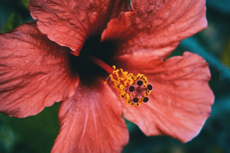 big and red hibiscus flower