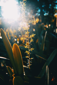 Plants with a ray of sunlight