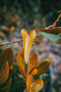 smilax aspera leaf climbing plant