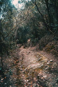 Path in the middle of the forest
