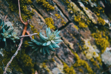Sedum plant in the wall of a stone wall in the mountain