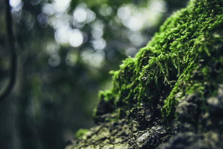 closeup of green moss on top of a rock on the mountain