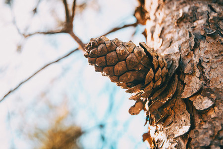 close up of a pine cone in the bark of the trunk of a pinus