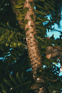 branch of araucaria bidwilli