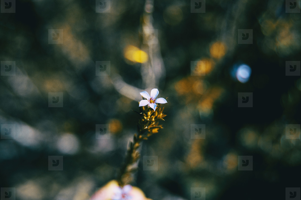 Small white flowers of coleonema pulchellum