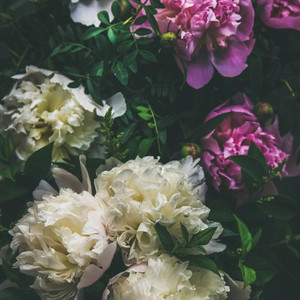 White and pink peony flowers over dark background  square crop
