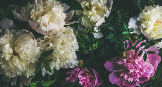 White and pink peony flowers over dark background