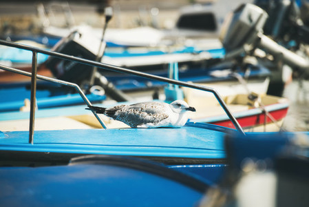 Seagull sitting on blue boat sundeck in Piran marina